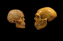 220px-Sapiens_neanderthal_comparison_en_blackbackground.png