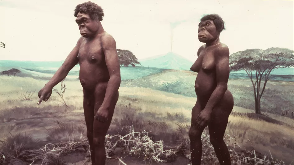 Photo de la reconstitution de Lucy (à droite) et de son supposé compagnon il y a 3,5 millions d'années.  (AFP)
