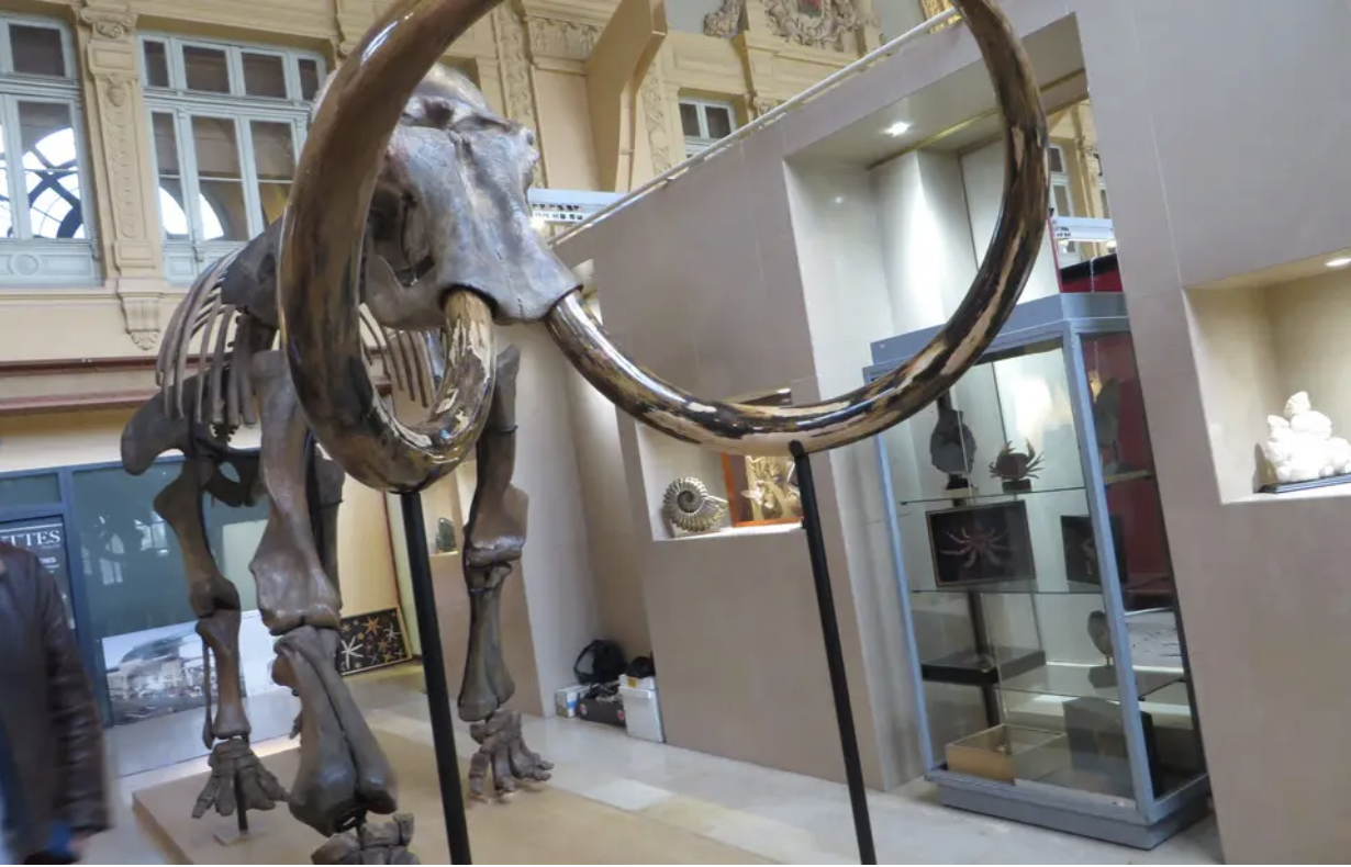 Le squelette d'un mammouth laineux à Lyon en 2018. — C. Girardon / 20 Minutes