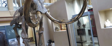 Le squelette d'un mammouth laineux à Lyon en 2018